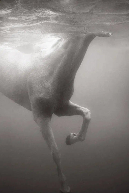 Luminous, by Drew Doggett-PurePhoto