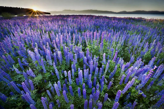 Lupine Sunrise, by Steven Castro-PurePhoto