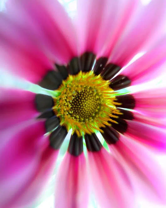 Macro 1, by Michael Filonow-PurePhoto
