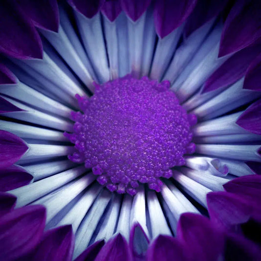 Macro 9, by Michael Filonow-PurePhoto