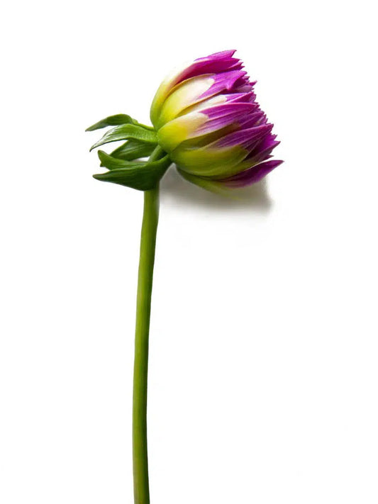 Macro Flower 12, by Michael Filonow-PurePhoto