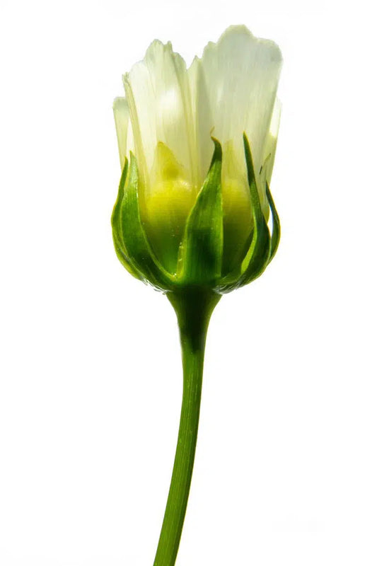 Macro Flower 15, by Michael Filonow-PurePhoto