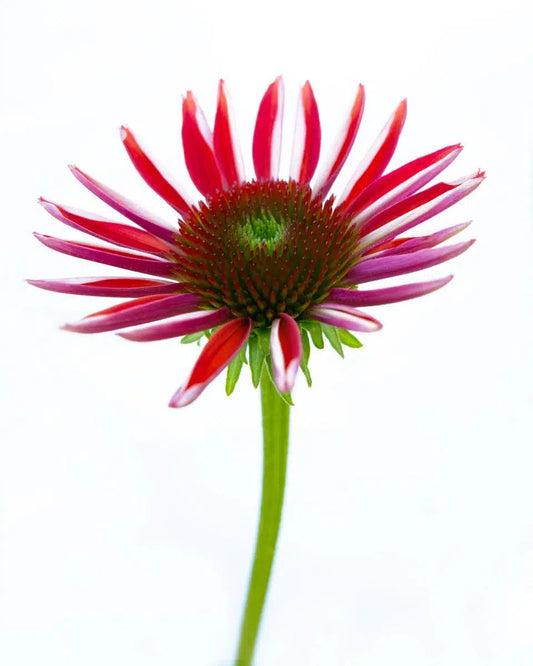 Macro Flower 16, by Michael Filonow-PurePhoto