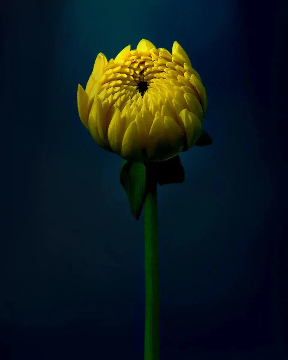 Macro Flower 2, by Michael Filonow-PurePhoto