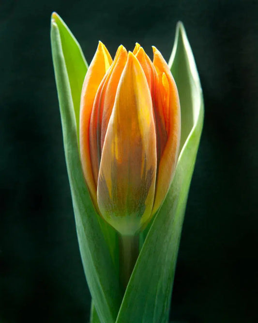 Macro Flower 23, by Michael Filonow-PurePhoto