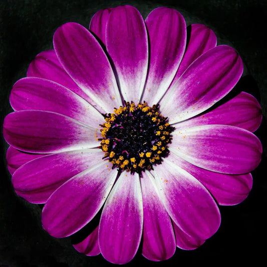 Macro Flower 24, by Michael Filonow-PurePhoto