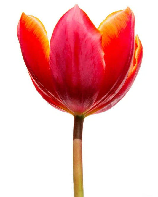 Macro Flower 3, by Michael Filonow-PurePhoto