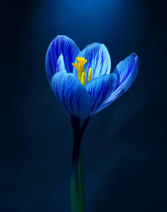 Macro Flower 4, by Michael Filonow-PurePhoto