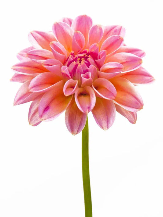 Macro Flower 5, by Michael Filonow-PurePhoto