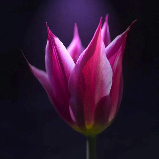 Macro Flower 7, by Michael Filonow-PurePhoto