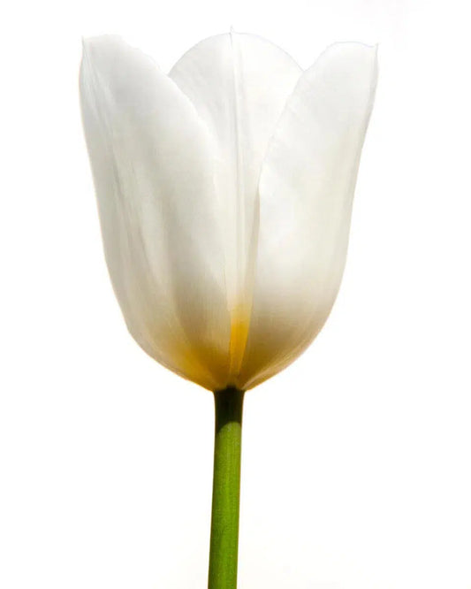 Macro Flower 8, by Michael Filonow-PurePhoto