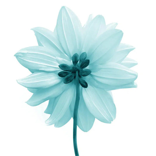 Macro Flower 9, by Michael Filonow-PurePhoto