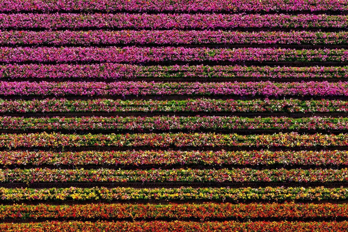 Magic Carpet, by Donn Delson-PurePhoto