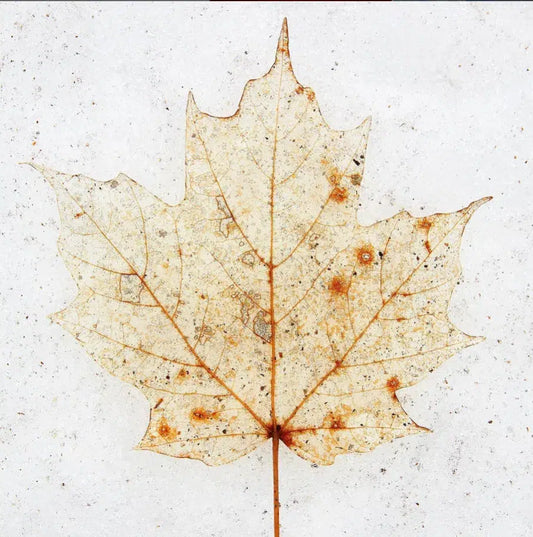 Maple Leaf, by Peter Andrew-PurePhoto