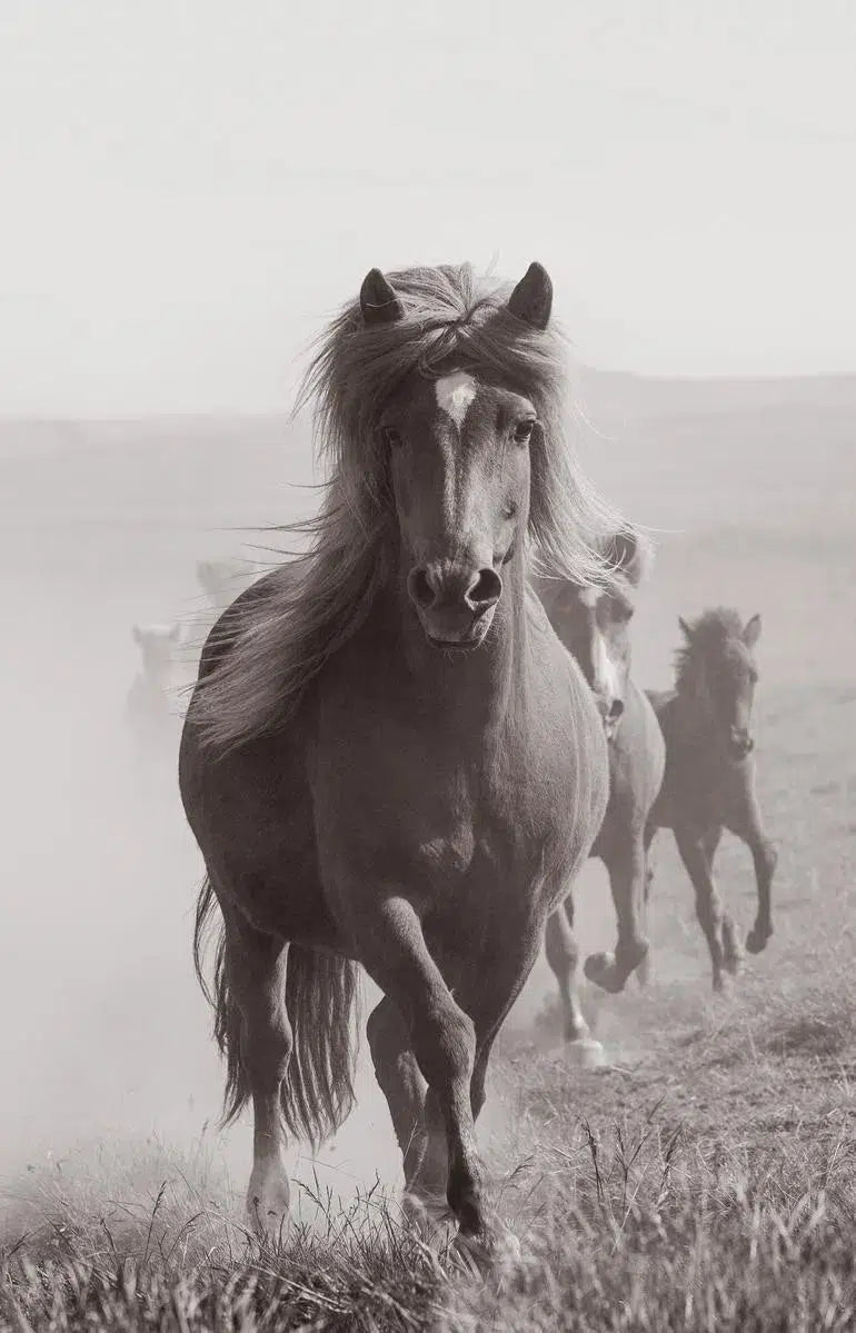 Mare & foals, by Carys Jones-PurePhoto