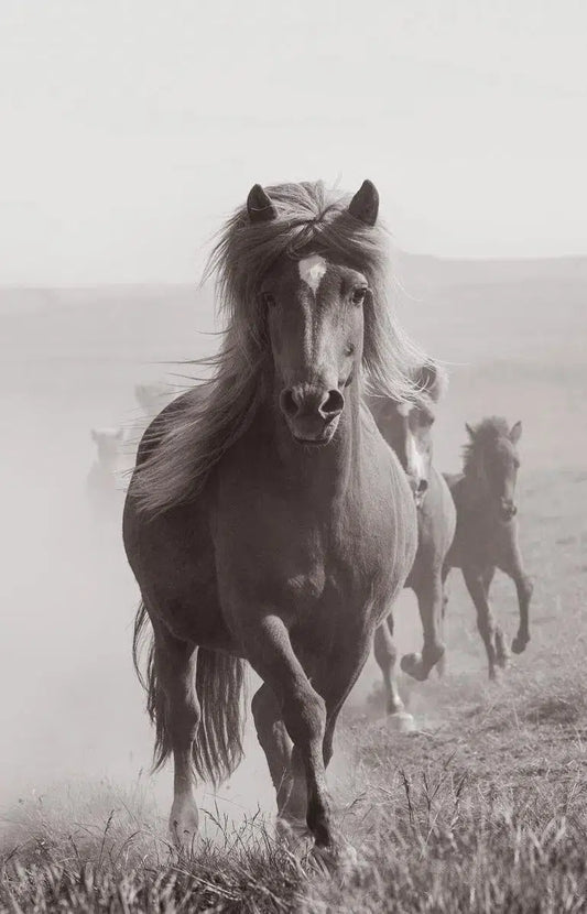 Mare & foals, by Carys Jones-PurePhoto