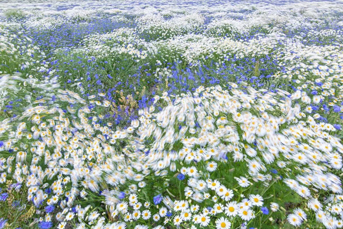 Mayweed & corn flowers 8, by Mats Gustafsson-PurePhoto