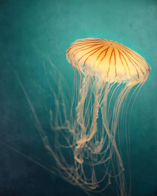 Medusa, by Irene Suchocki-PurePhoto
