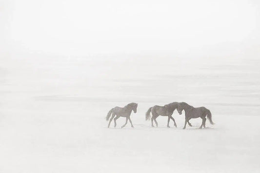 Meeting in the Mist, by Drew Doggett-PurePhoto