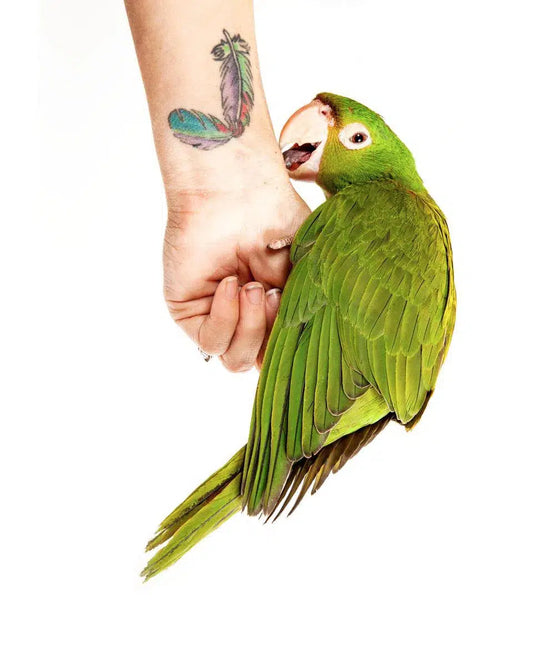 Mexican Conure I, by Tom Fowlks-PurePhoto