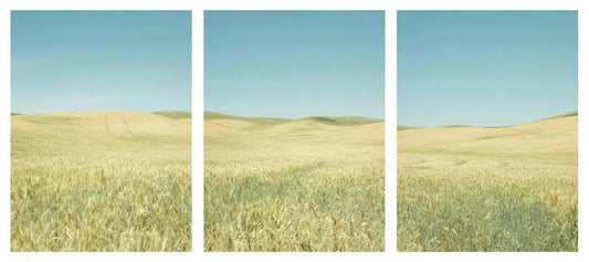 Midday Palouse Triptych, by Dale Hedden-PurePhoto