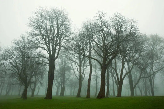Milwaukee Trees, by Michael Filonow-PurePhoto