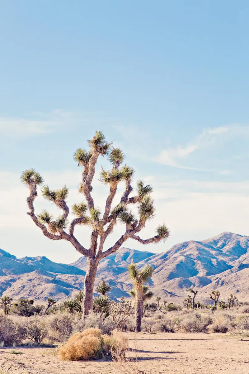 Mojave #1, by Irene Suchocki-PurePhoto