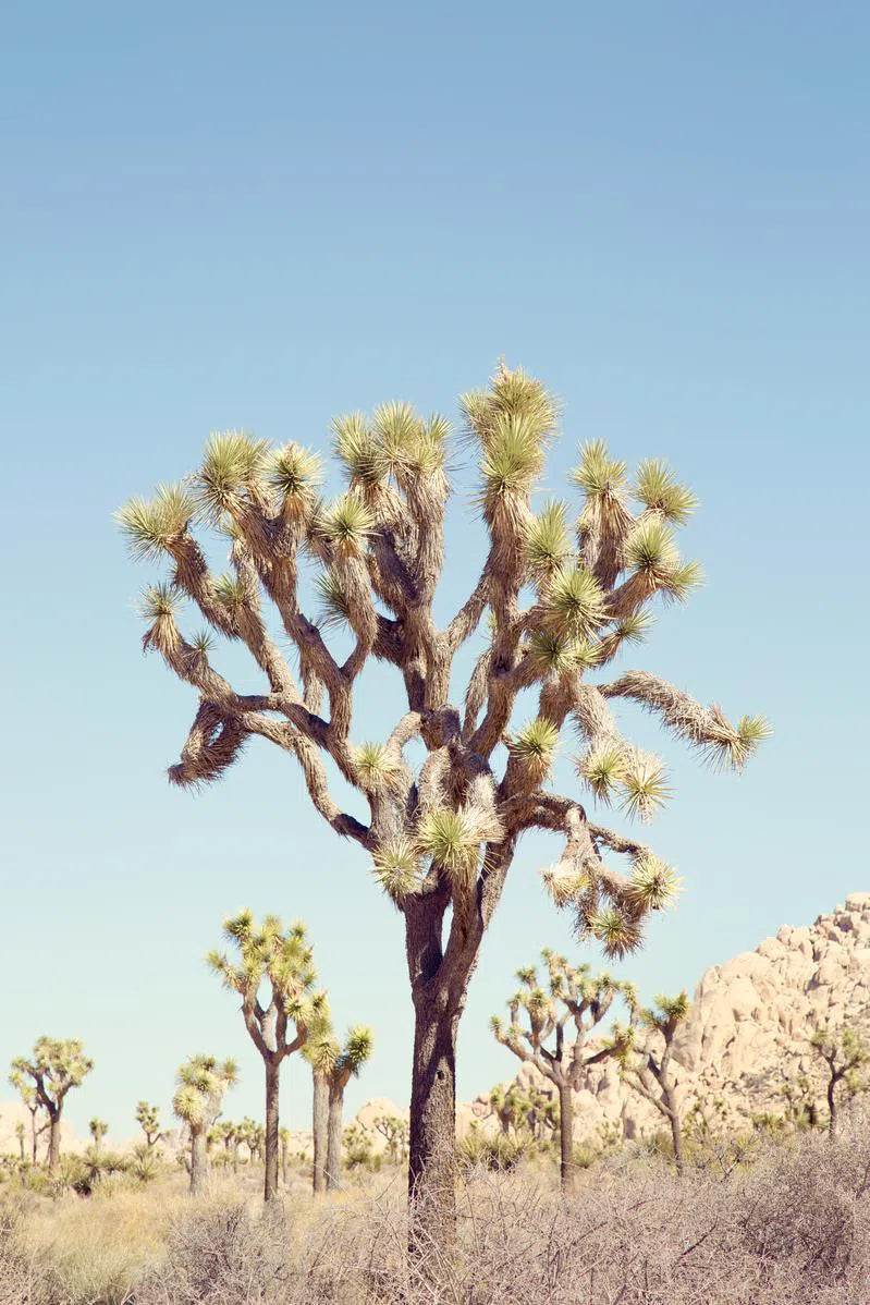 Mojave #3, by Irene Suchocki-PurePhoto