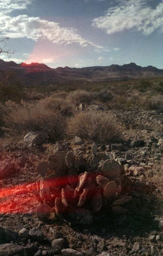 Mojave Cactus, by Joel Lavold-PurePhoto
