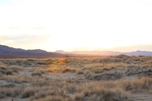 Mojave Grasses, by Kelly & Fred-PurePhoto