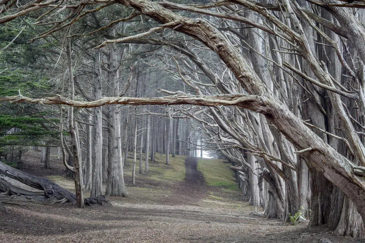Moss Beach Cypress Trees - Fitzgerald Marine Reserve, by Steven Castro-PurePhoto