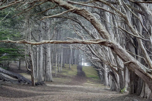 Moss Beach Cypress Trees - Fitzgerald Marine Reserve, by Steven Castro-PurePhoto