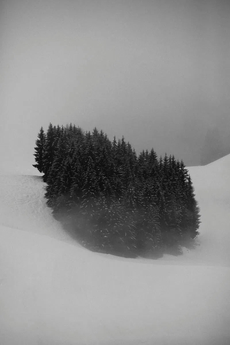 Mountain Trees #3, by Mitja Schneehage-PurePhoto