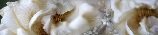 Murmur, by Nicole Katano-PurePhoto
