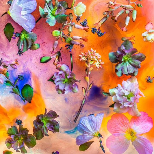 Mushroom Journey, by Javiera Estrada-PurePhoto