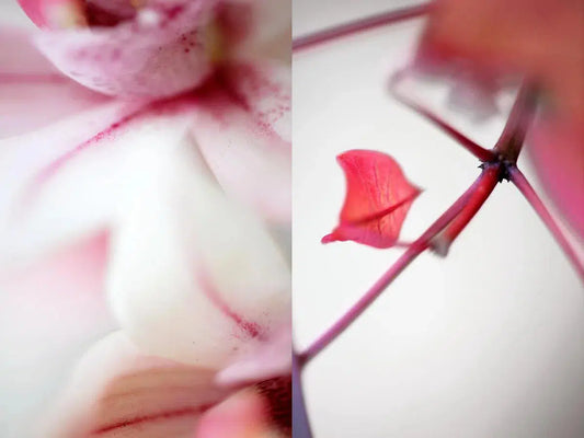 My Valentine, by Nicole Katano-PurePhoto