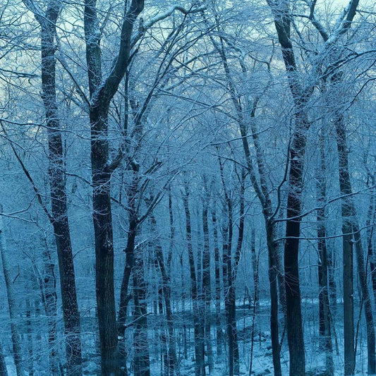 Nature 11, by Michael Filonow-PurePhoto