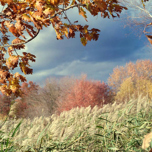 Nature 4, by Michael Filonow-PurePhoto