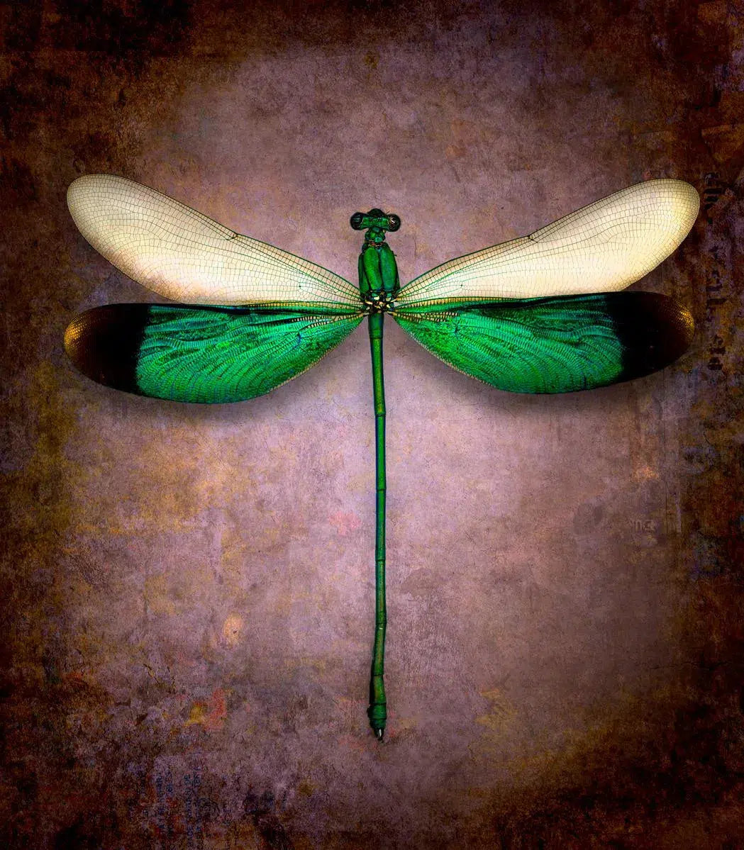Neurobasis Chinensis No. 2 (Dragonfly), by Dario Preger-PurePhoto