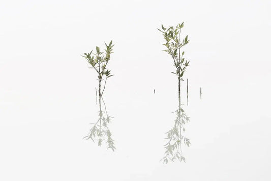 Never Close Enough, by Anthony Lamb-PurePhoto