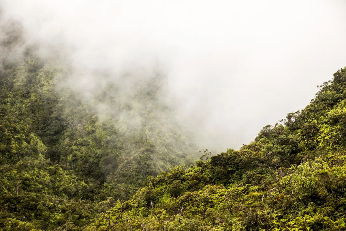 Neverland Survey Area, Kaua'i, by Tom Fowlks-PurePhoto