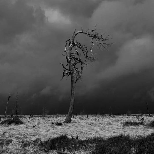 Noir Flohay, by Julien Coomans-PurePhoto