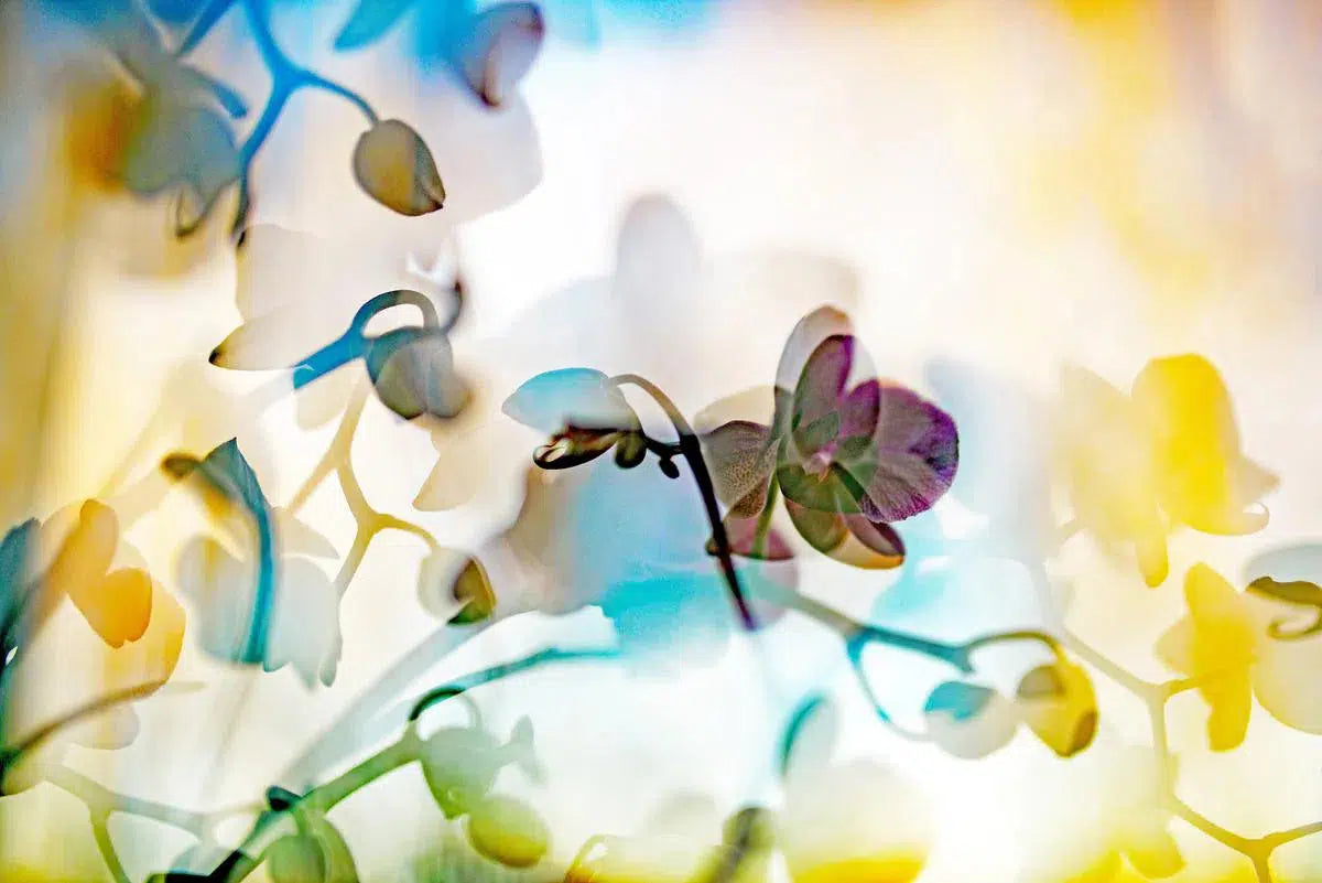 ORCHID 1, by Eiwy Ahlund-PurePhoto