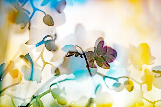 ORCHID 1, by Eiwy Ahlund-PurePhoto