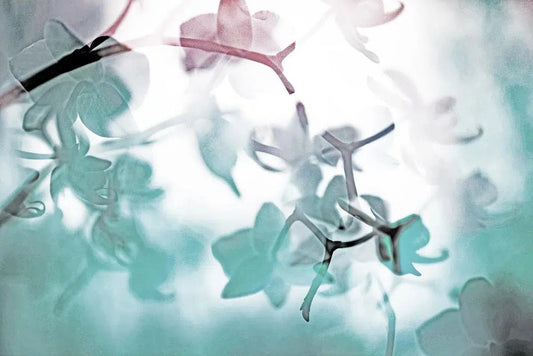 ORCHID 3, by Eiwy Ahlund-PurePhoto