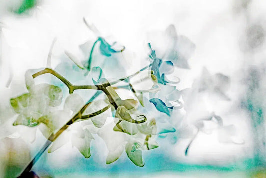 ORCHID 4, by Eiwy Ahlund-PurePhoto