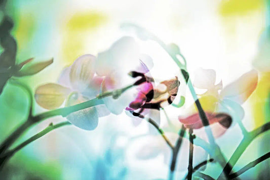 ORCHID 6, by Eiwy Ahlund-PurePhoto