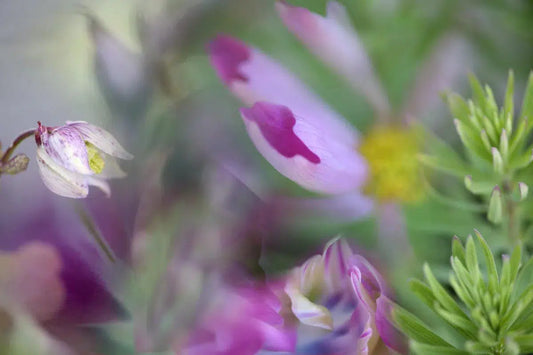 OVERTURE, by Nicole Katano-PurePhoto