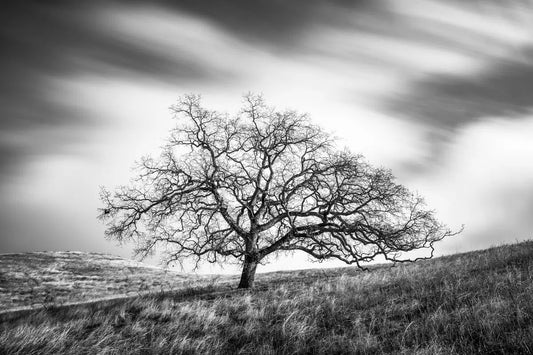 Oak Tree and Clouds - Joseph D Grant Park, by Steven Castro-PurePhoto