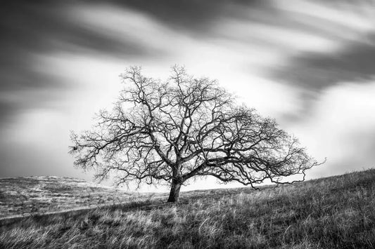 Oak Tree and Clouds - Joseph D Grant Park, by Steven Castro-PurePhoto